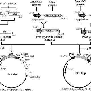 xylA and xylB overexpression as a successful strategy for .